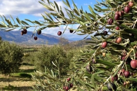 WhatsApp Image 2025-06-20 at 10.15.57