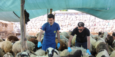 buca_kurban_pazar (4)