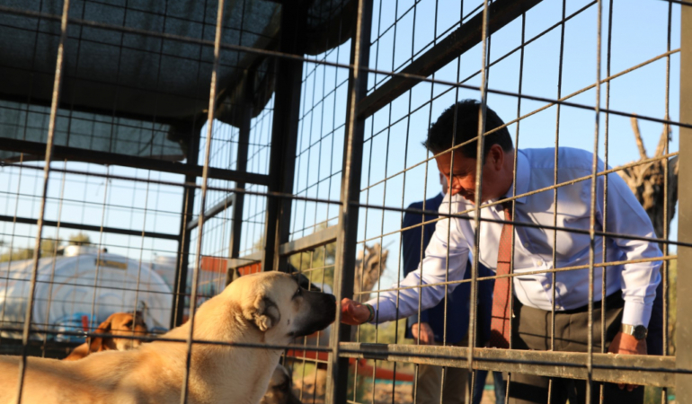 Büyükşehir Geçici Hayvan Bakımevi’nden 3 Bin 779 Can Dosta Yeni Yuva (8)