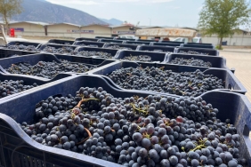 Büyükşehir’den Bağcılığa Modern Dokunuş (1)