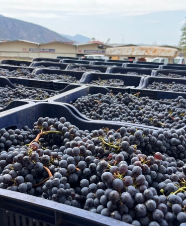 Büyükşehir’den Bağcılığa Modern Dokunuş (1)