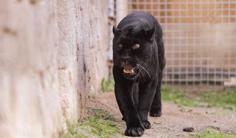İzmir’den üzücü haber: Jaguar Juliet kurtarılamadı