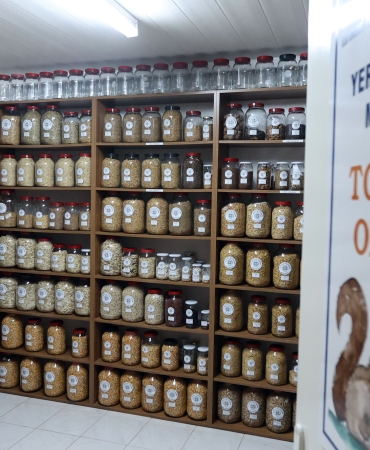 Büyükşehir Yerel Tohum Merkezi’nden 81 İle 22 Milyon Yerel Tohum Desteği (1)