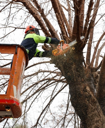 Konak'ta kış dayanışması Budanan ağaçlar yuvaları ısıtıyor (4)