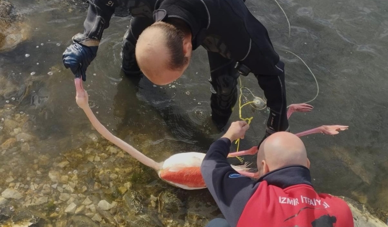Flamingoya hayat veren kurtarma operasyonu
