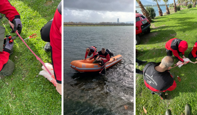 Atık misinalar yaban hayatına tehdit! Ayağına misina dolanan flamingoya İzmir İtfaiyesi yetişti