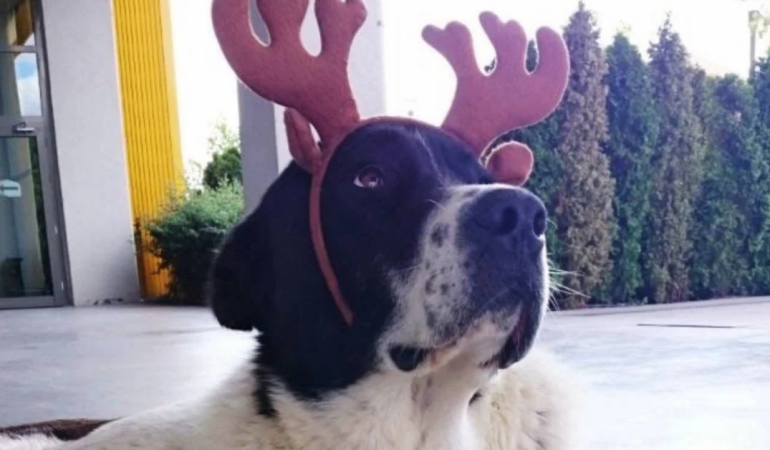 Köpek Matmazel’in öldürüldüğü raporla doğrulandı: Failler yargılanacak mı?