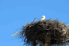 manşet kapak - 2026-01-20T152449.621