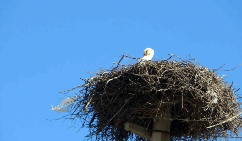 Muğla Büyükşehir’den leylekler için güvenli yuva