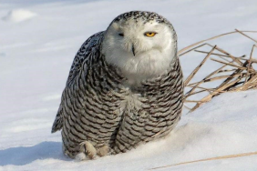 manşet kapak - 2026-01-21T122641.543