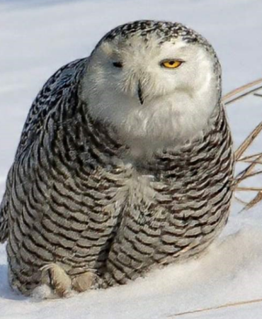 manşet kapak - 2026-01-21T122641.543