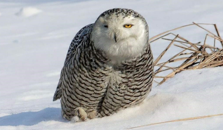 İzmirli doğa fotoğrafçısı Erhan Barış Şimşek, Amerika’da kar baykuşunu görüntüledi