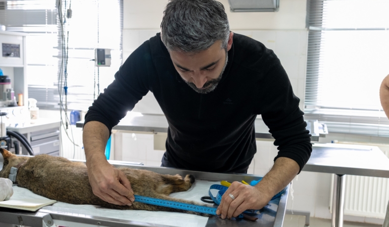 Ağır yaralı bulundu, sağlıklı şekilde doğaya salındı