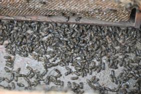 Büyükşehir, Selden Etkilenen Arıcıyı Yalnız Bırakmadı (1)