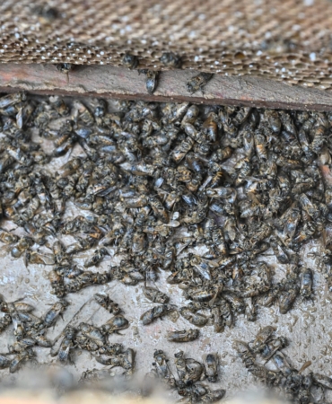 Büyükşehir, Selden Etkilenen Arıcıyı Yalnız Bırakmadı (1)