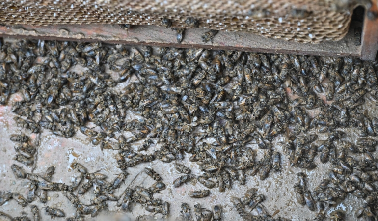 Büyükşehir, Selden Etkilenen Arıcıyı Yalnız Bırakmadı
