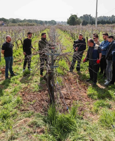 buca_uzum_budama (16)