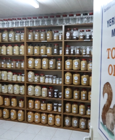 Muğla’nın Ata Tohumları Ülke Toprakları ile Buluşmaya Devam Ediyor (2)