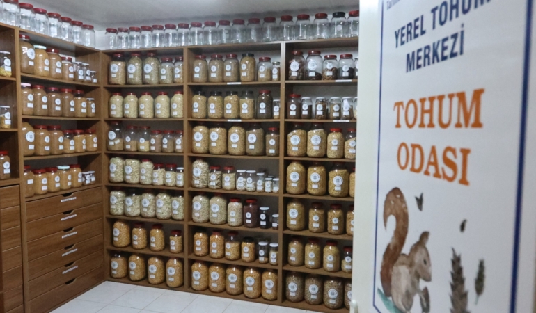 Muğla’nın Ata Tohumları Ülke Toprakları ile Buluşmaya Devam Ediyor (2)