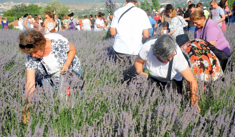 Seferihisar’ın “Mor Mirası” 11. kez kutlanacak