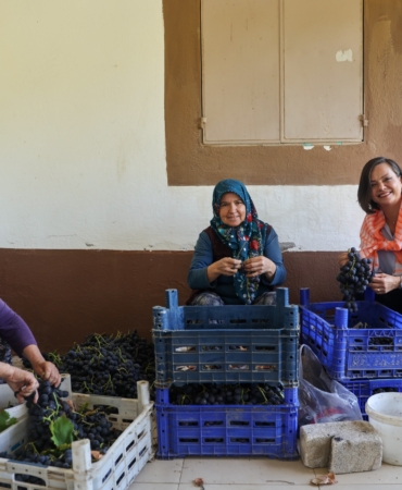 Kavacık Üzüm Festivali 19-20 Eylül (3)